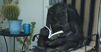 カンジ ボノボ ボノボとチンパンジーの違いと生態は？知能が人間に近いってマジ？